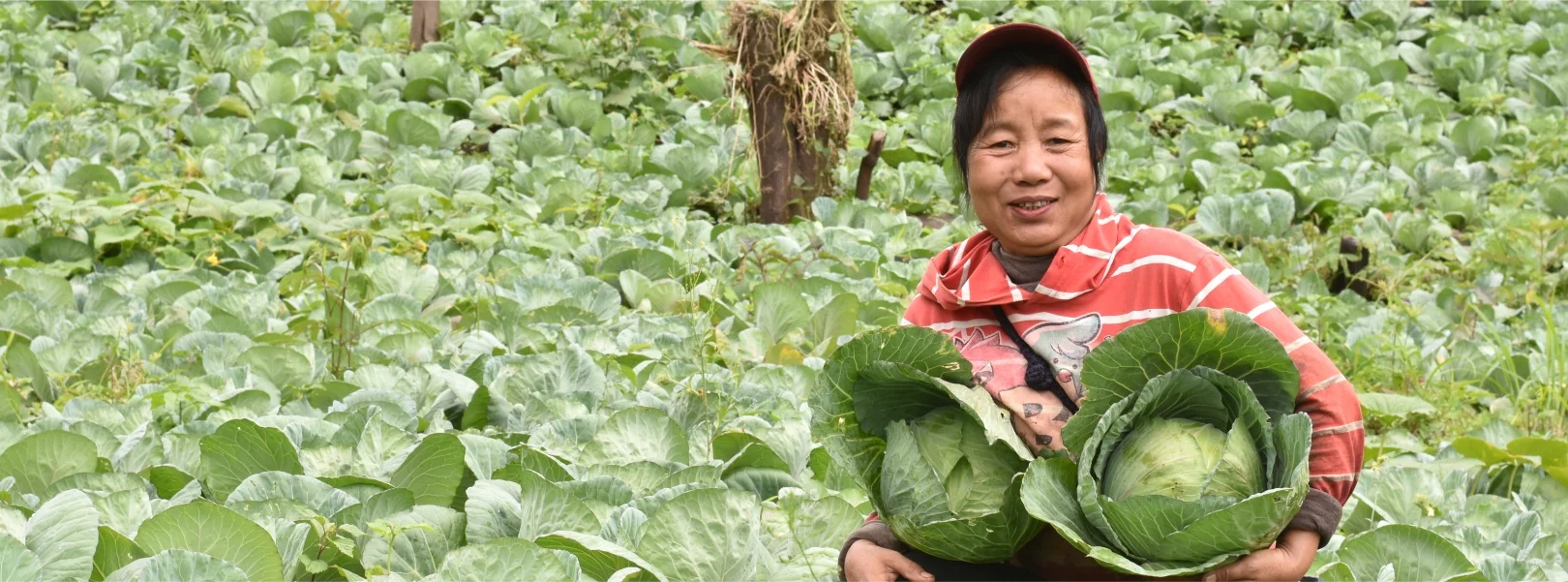 Rural Livelihood content image