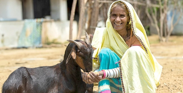 Livestock Based Livelihoods content image