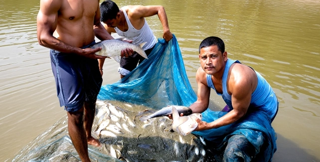 Livestock Based Livelihoods content image