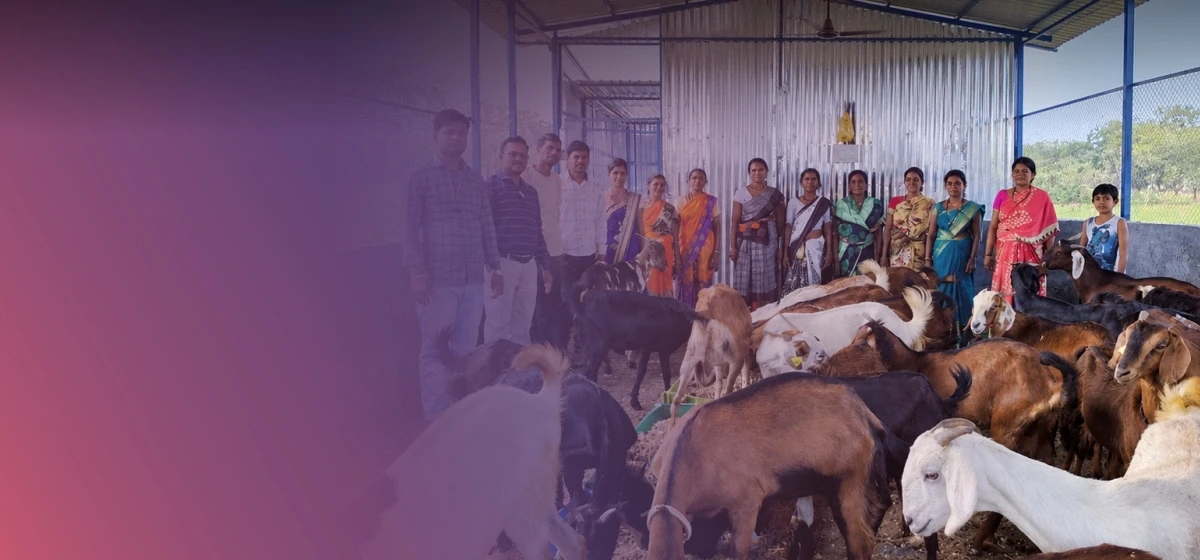 Women SHGs Earn Through Goat Rearing