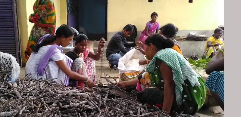 The sticklac is cut and readied for harvesting.