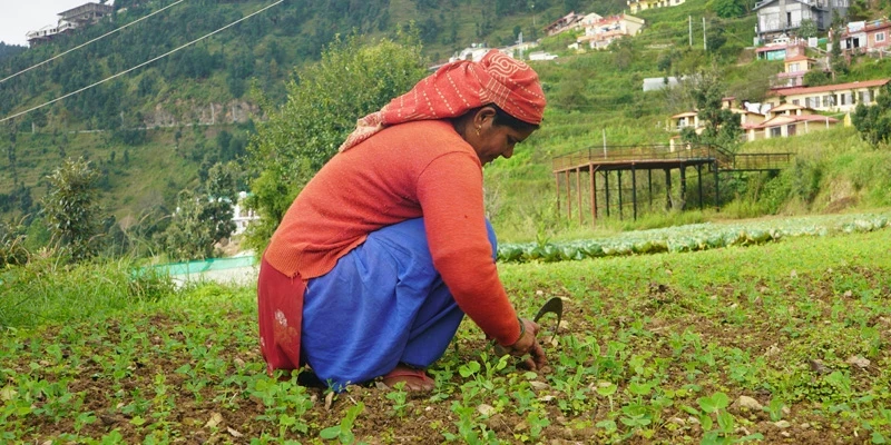Reena Devi amidst her thriving cabbage field in Jadipani.