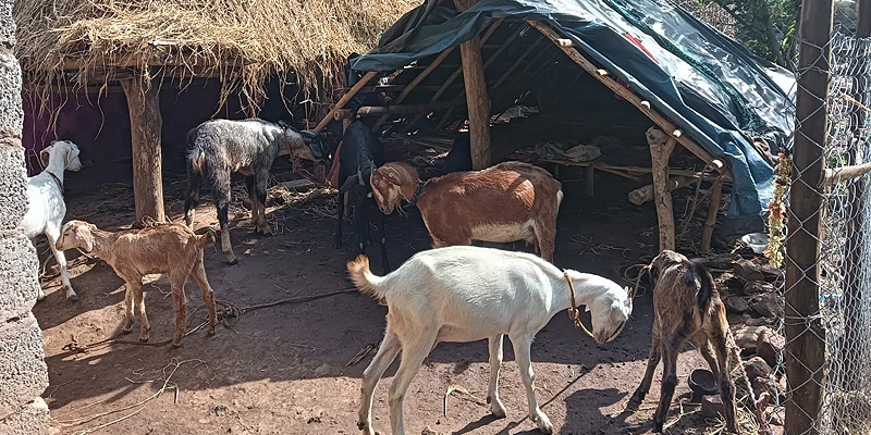 From four goats provided by the RGR Cell, Rajeshwari has successfully expanded her herd threefold.