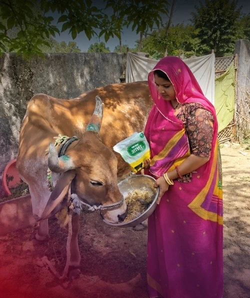 Hope Springs Anew For Marginal Dairy Farmers With Asha