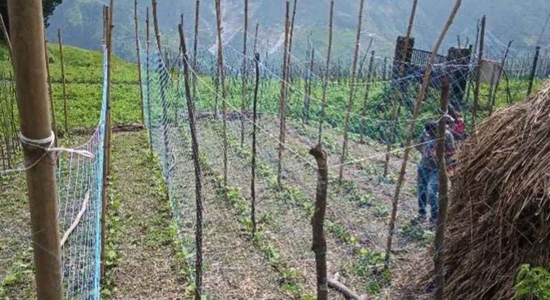 Vertical net staking system helps increase rajma yield.