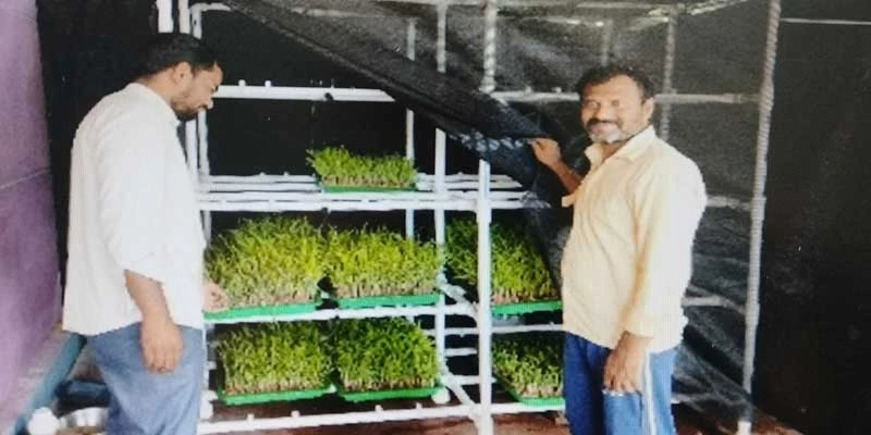 The solar-powered hydroponics system is a sustainable and cost-effective method for growing high-quality fodder.