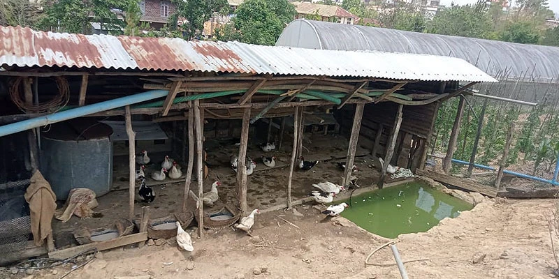 A duckery adds to Lalnunkimi’s annual income.