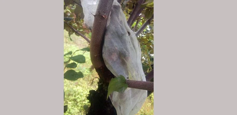 A stick containing the Laccifer Lacca eggs is tied to the tree to be infested.