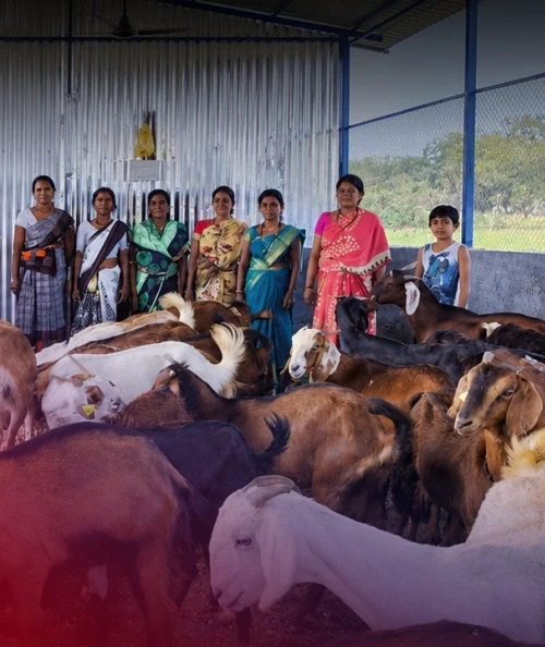 Women SHGs Earn Through Goat Rearing