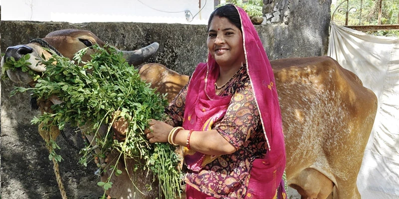Rajasthani dairy farmer Sarita Kunwar's life has turned around after joining Asha MPC, as she can now invest in her cattle's upkeep and improve her family's well-being. 