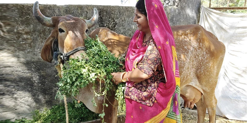 Marginal dairy farmer Sarita Kunwar has healthier cattle today, thanks to remunerative pricing and training from the Asha MPC.