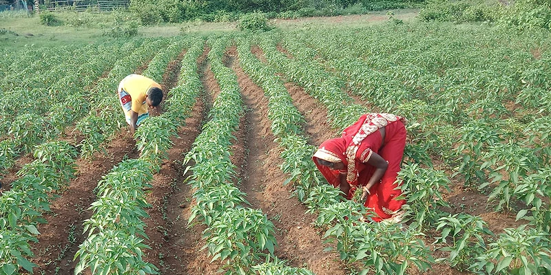 Rekha Devi with her husband, working on their farm