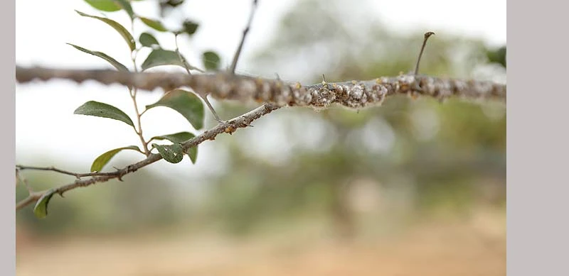 The stick gets colonised by lac insets which secrete the resinous substance.
