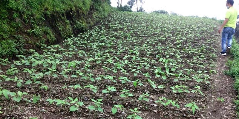 The seedlings after 20-25 days of sowing.