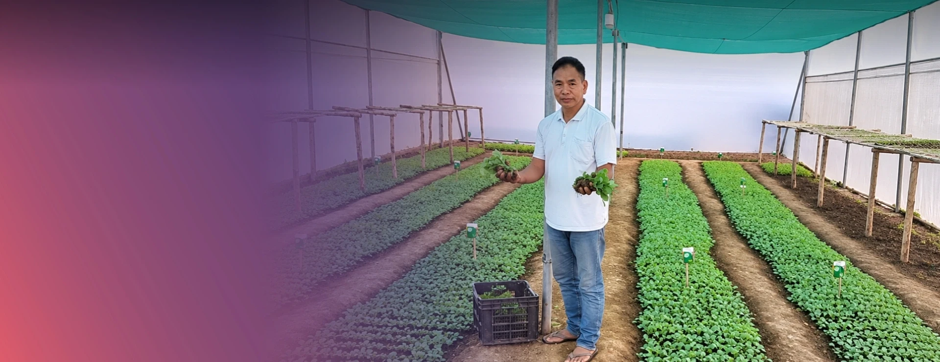 Seedlings Of Change